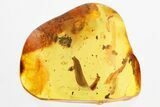 Large Detailed Fossil Leaf in Baltic Amber #325460-1